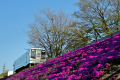 芝桜を友に