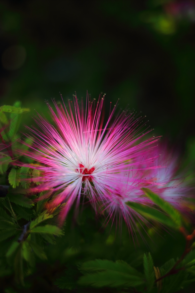 花火