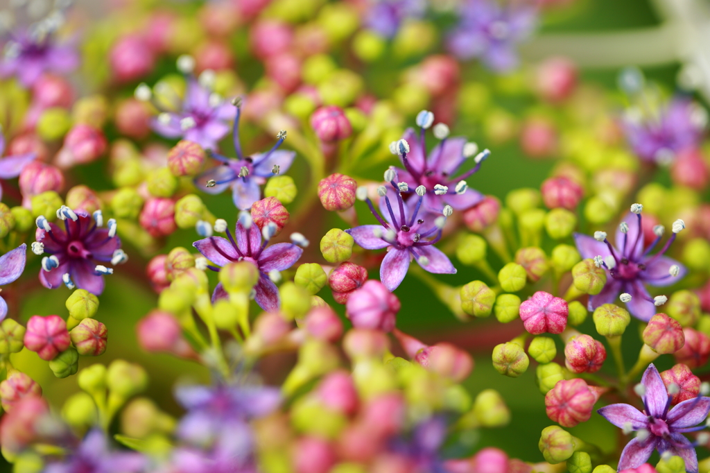 紫陽花の宝石箱