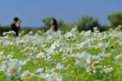 お花畑