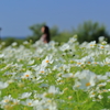 お花畑