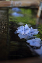 紫陽花寺