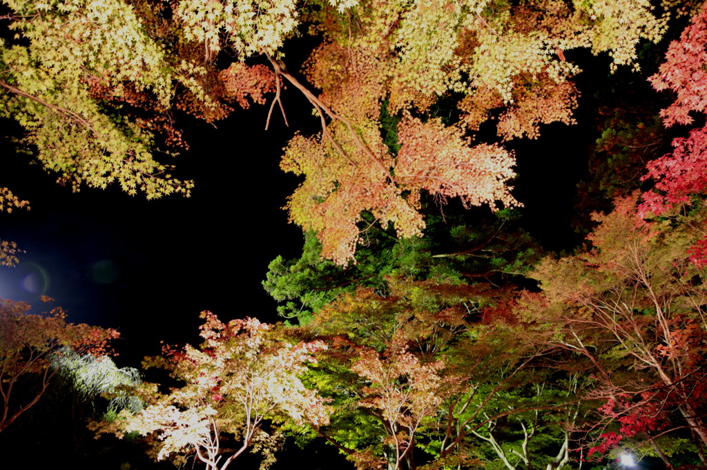 小国の紅葉
