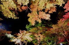 小国の紅葉