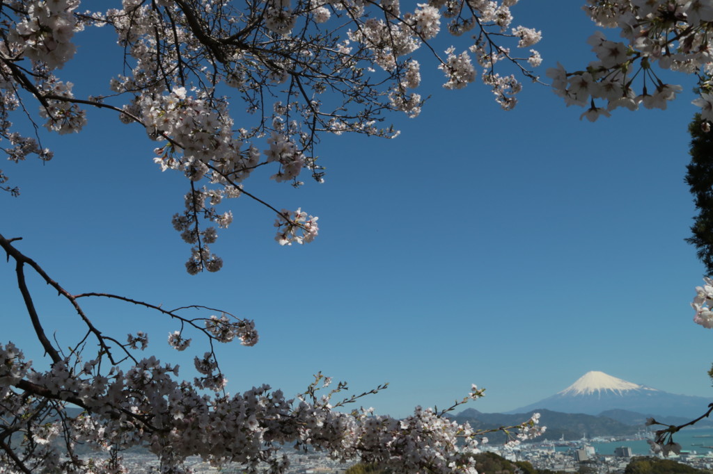 富士と桜