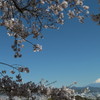 富士と桜
