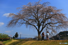 桜花下の春休み