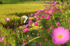 秋の風景