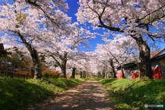 PH-0188_桜の路