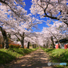 PH-0188_桜の路