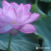 PH-0099_蓮の花２