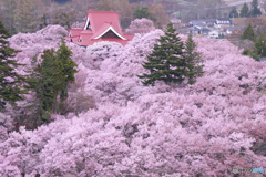 PH-0149_煙る桜