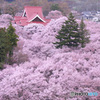 PH-0149_煙る桜