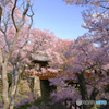 PH-0147_桜橋②