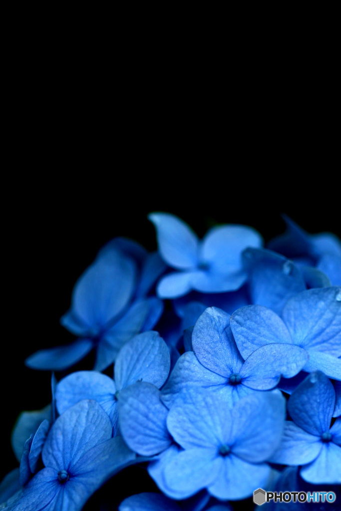 PH-0173_紫陽花