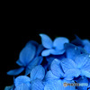 PH-0173_紫陽花