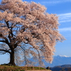 PH-0004_王仁塚の桜