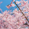PH-0168_六義園の桜②