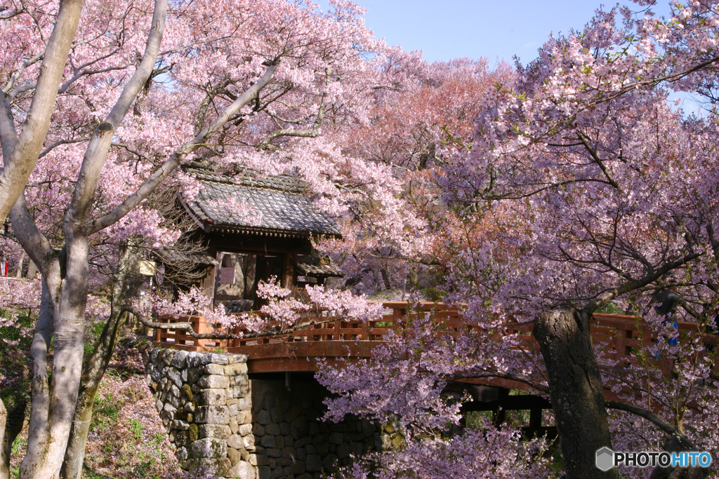 PH-0148_桜橋③