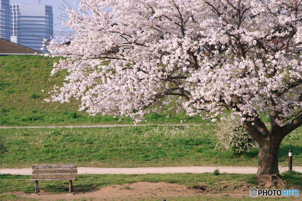 PH-0217_桜の隣で