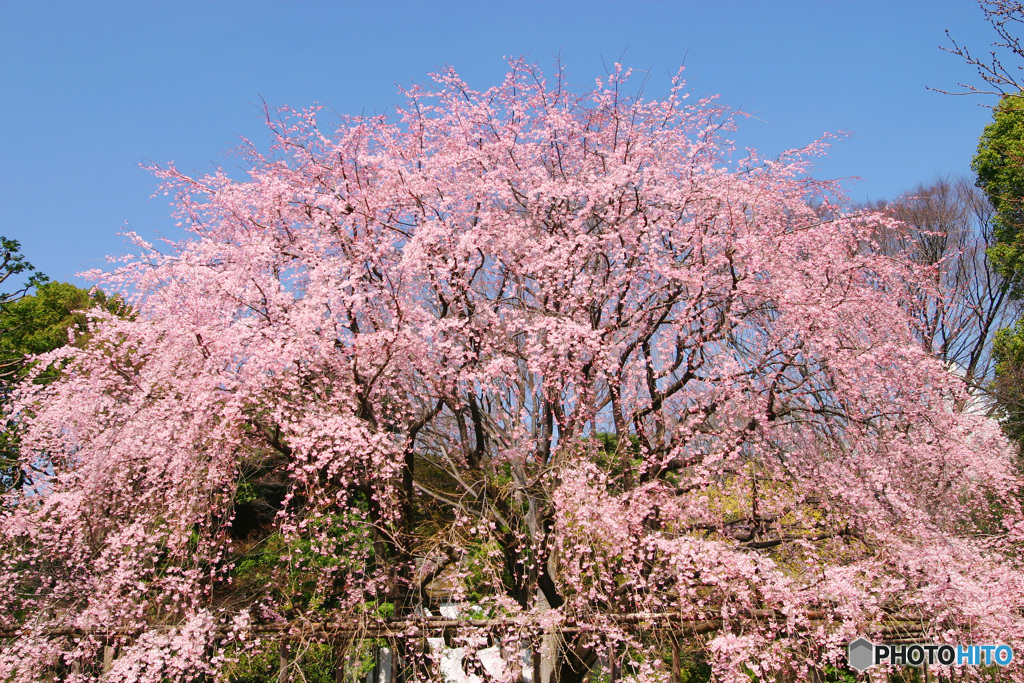 PH-0167_六義園の桜①
