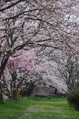 2016　桜散る路