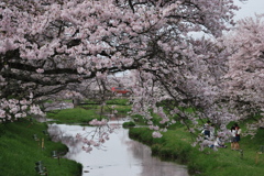 2016　桜川