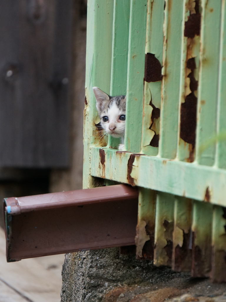 ママどこ？