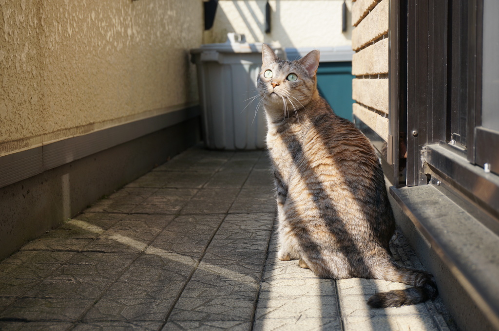 陽射し