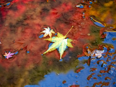autumn_14