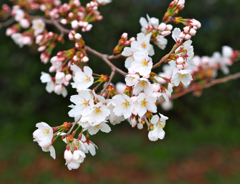 SAKURA2014