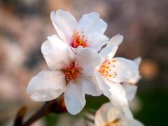 sakura 2015