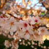 sakura 2015