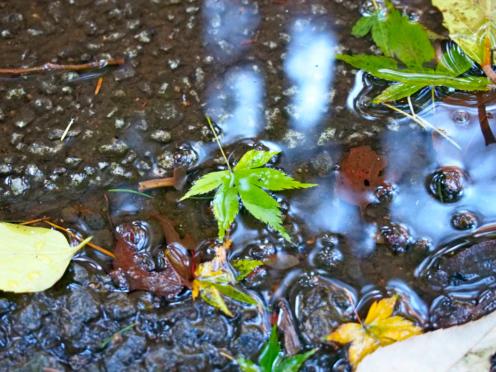 autumn_14