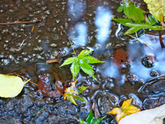 autumn_14