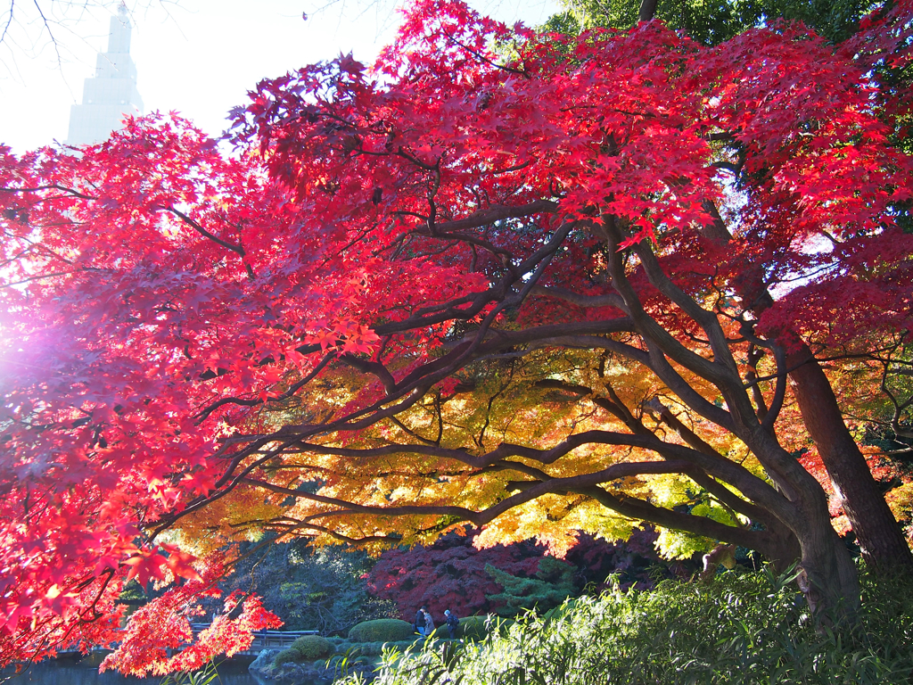 autumn_14