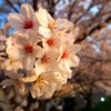 sakura 2015