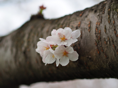 sakura2014
