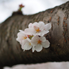 sakura2014