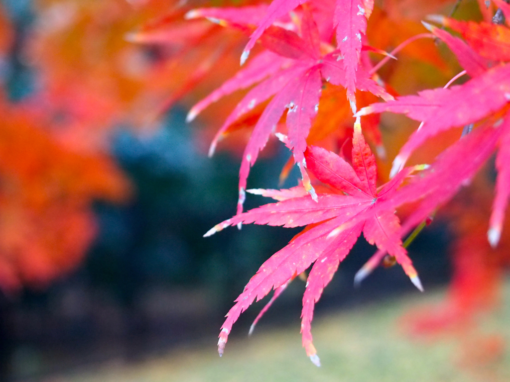 autumn_14