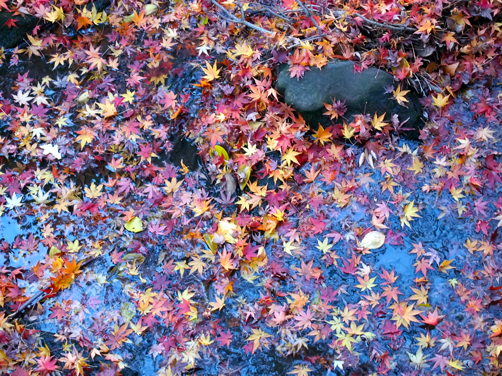 autumn_14