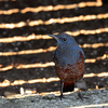 鳩かと思ったらイソヒヨでした