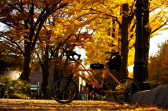 黄色い街路樹と黄色い自転車