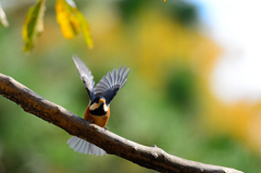 CLEARED FOR TAKE OFF!