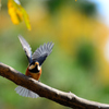 CLEARED FOR TAKE OFF!