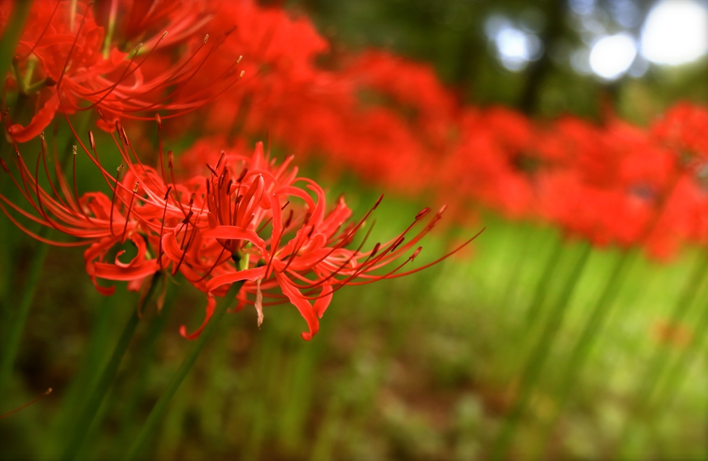 花と葉の往生