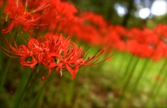 花と葉の往生