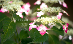 アジサイのアジ