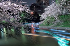 夜桜