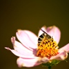 蜂花恋